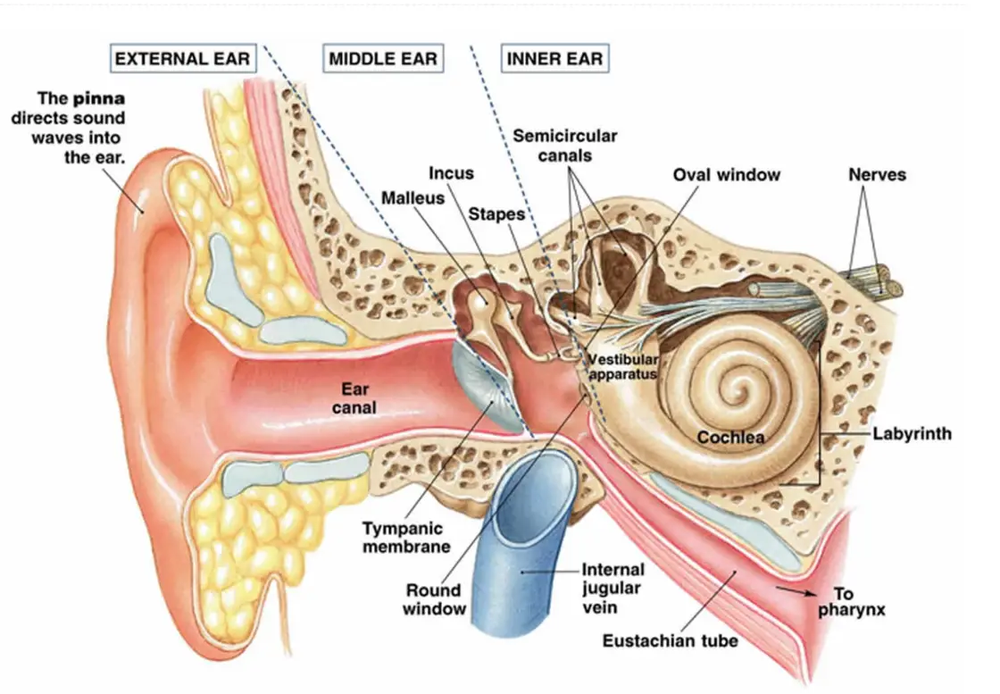 vestibular rehab near me